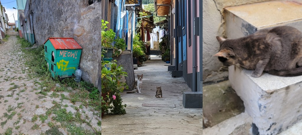 Cats in Porto, Portugal streets