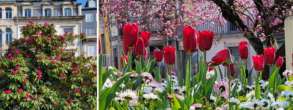 Rhododendron and tulips, Porto, Portugal