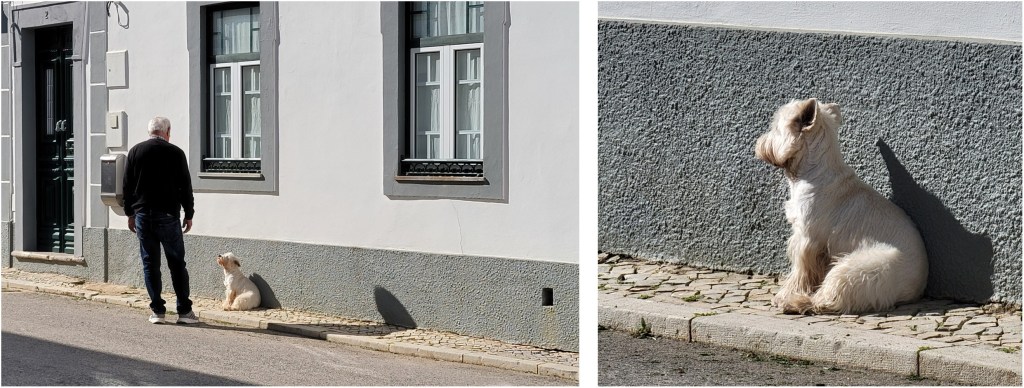 Dog and man in Tavira, Portugal